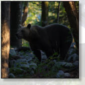 AKTIVNOSTI  V OKOLICI GOZDNE KOČE STUDENO